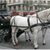  Horses, Cars & Efficient Car Parking 